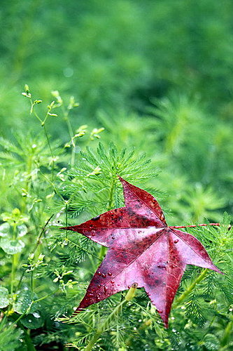 石門水庫賞楓 - 花花草草(鏡頭看世界)